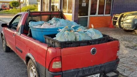 prf-apreende-800-kg-de-frango-transportados-irregularmente-em-sobral