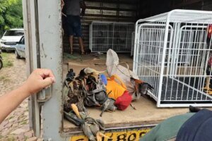 30-galos-usados-para-rinhas-sao-encontrados-em-casa-no-cariri-cearense