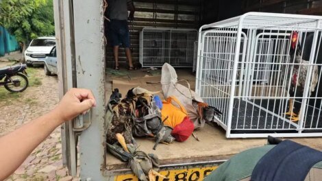 30-galos-usados-para-rinhas-sao-encontrados-em-casa-no-cariri-cearense