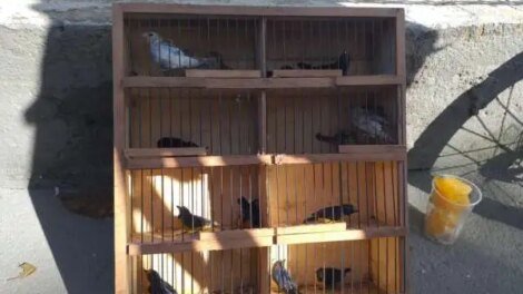 50-passaros-silvestres-sao-resgatados-em-feira-livre-de-fortaleza