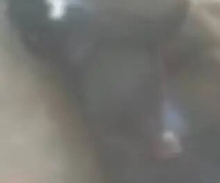 moradores-de-crateus-denunciam-que-caes-e-gatos-estao-sendo-envenenados