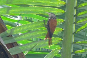 descoberta-rara:-limpa-folha-do-buriti-e-avistado-na-caatinga-no-dia-nacional-da-preservacao