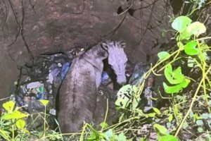 bombeiros-resgatam-jumento-que-caiu-em-poco-em-chorozinho,-no-interior-do-ceara