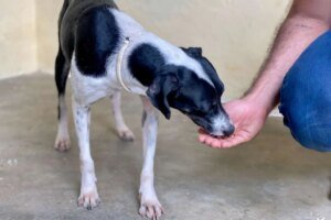 animais-abandonados-no-campus-da-uece-recebem-coleiras-antiparasitarias