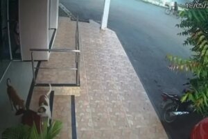 vira-latas-foram-flagrados-por-cameras-de-seguranca-‘furtando”-o-tapete-de-um-comercio