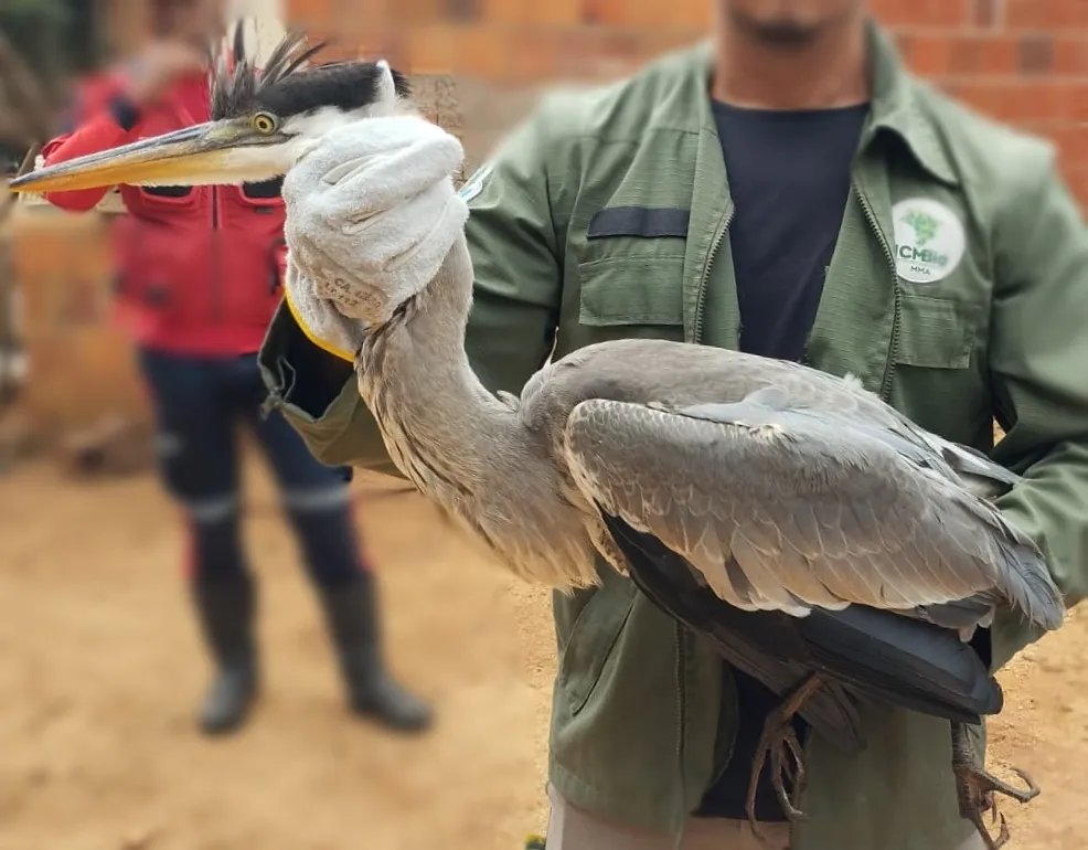 maior-especie-de-garca-do-brasil-e-resgatada-em-vicosa-do-ceara