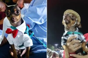 cachorro-e-flagrado-andando-de-moto-usando-camisa-e-capacete-no-interior-do-ceara;-video