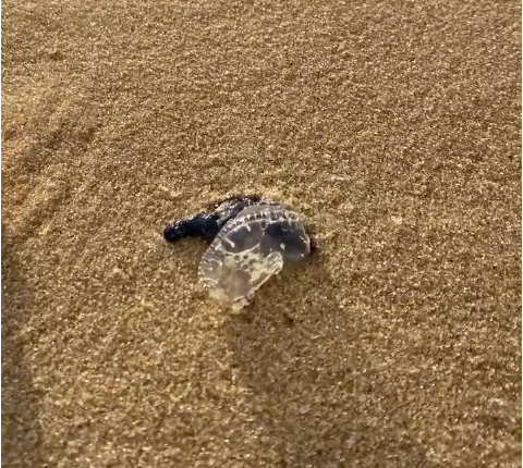 banhistas-registram-surgimento-de-aguas-vivas-na-praia-do-futuro