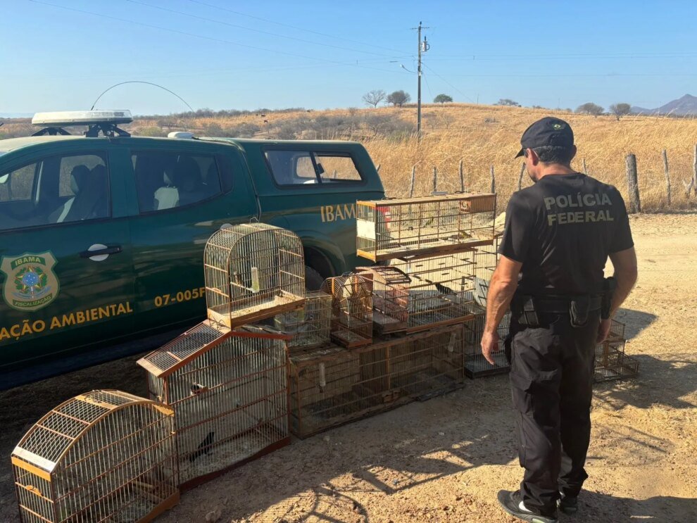 pf-cumpre-mandados-em-ico,-no-ceara,-para-combater-trafico-internacional-de-aves-silvestres