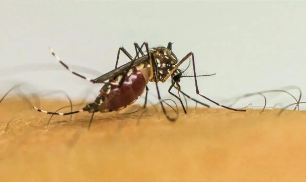 infestacao-de-dengue-em-fortaleza-registra-menor-indice-do-ano,-abaixo-de-1%