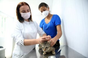 giro-pet-ceara-realiza-atendimentos-veterinarios-gratuitos-em-fortaleza-nesta-semana;-confira