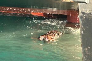 policia-federal-apreende-29-kg-de-cocaina-escondidos-em-casco-de-navio-no-porto-do-pecem