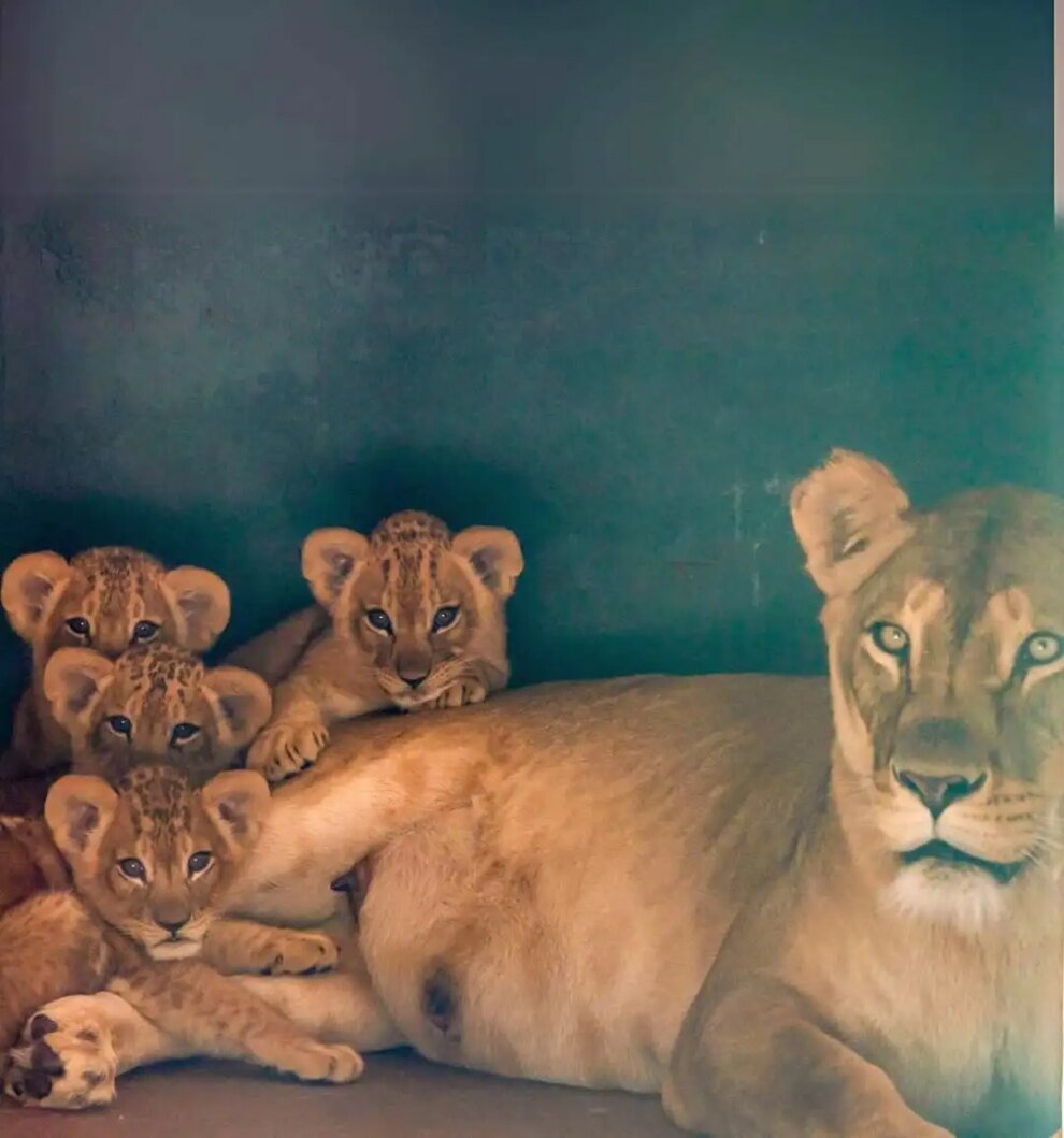 quatro-filhotes-de-leao-nascem-no-zoologico-de-sao-paulo