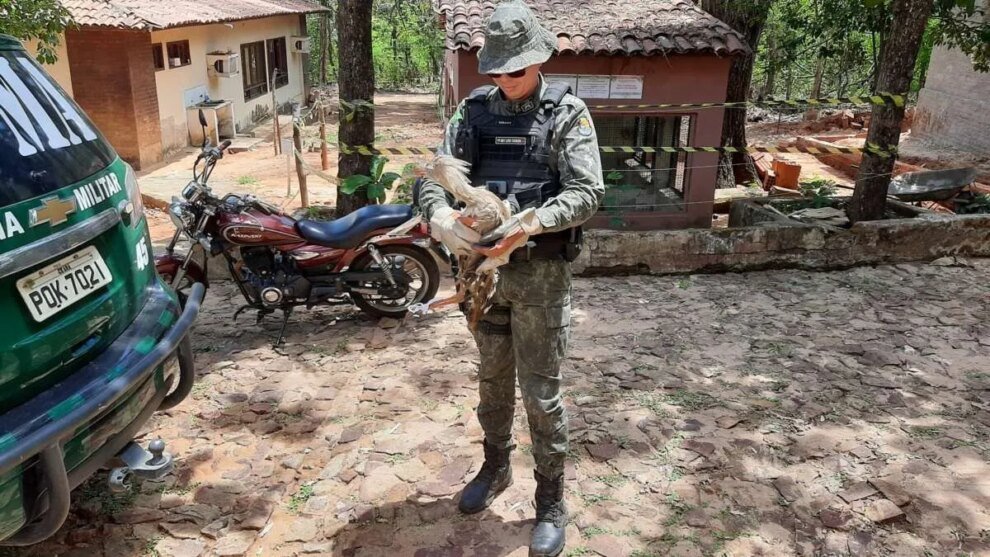 pmce-resgata-seriema-atropelada-em-barbalha-e-encaminha-animal-para-ong-de-tratamento