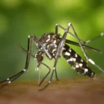 fabrica-de-‘mosquitos-do-bem’-sera-instalada-no-ceara-para-combater-a-transmissao-de-dengue,-zika-e-chikungunya