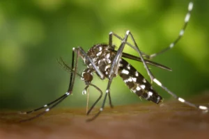 fabrica-de-‘mosquitos-do-bem’-sera-instalada-no-ceara-para-combater-a-transmissao-de-dengue,-zika-e-chikungunya