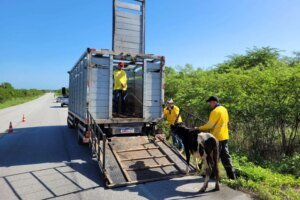 detran-ce-resgata-mais-de-3-mil-animais-em-rodovias-estaduais-em-2024