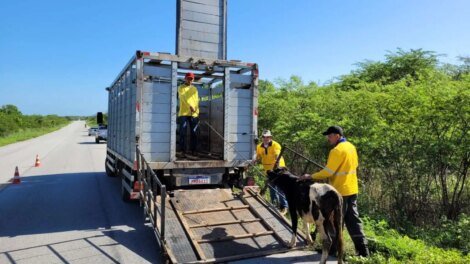 detran-ce-resgata-mais-de-3-mil-animais-em-rodovias-estaduais-em-2024