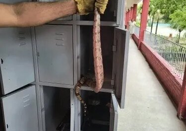 bombeiros-resgatam-jiboia-em-armario-de-escola-em-fortaleza
