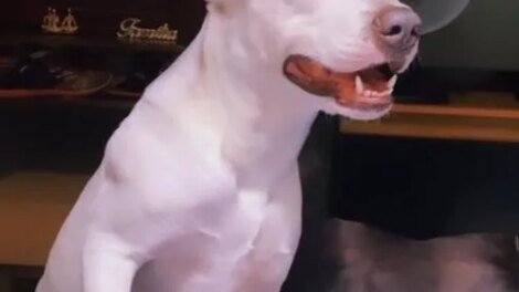 policial-mata-cachorro-pitbull-a-tiros-durante-abordagem-a-residencia-em-fortaleza