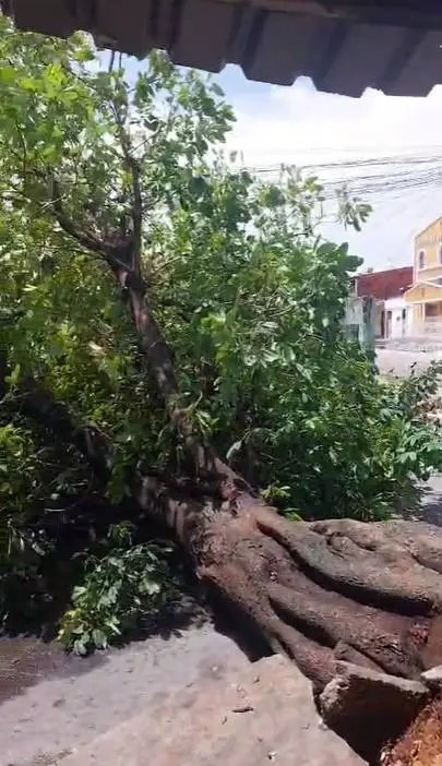 queda-de-arvore-deixa-motociclista-ferido-em-rua-o-bairro-quintino-cunha