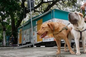 fortaleza:-vetmovel-oferece-servicos-veterinarios-no-bairro-aracape,-em-fevereiro