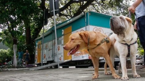 fortaleza:-vetmovel-oferece-servicos-veterinarios-no-bairro-aracape,-em-fevereiro