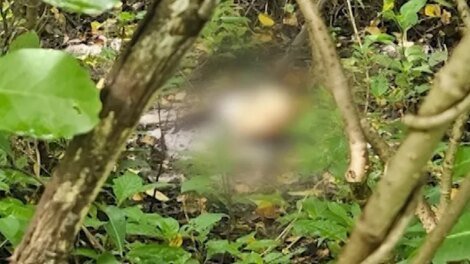cranio-humano-e-encontrado-em-area-de-matagal-em-caucaia,-no-ceara