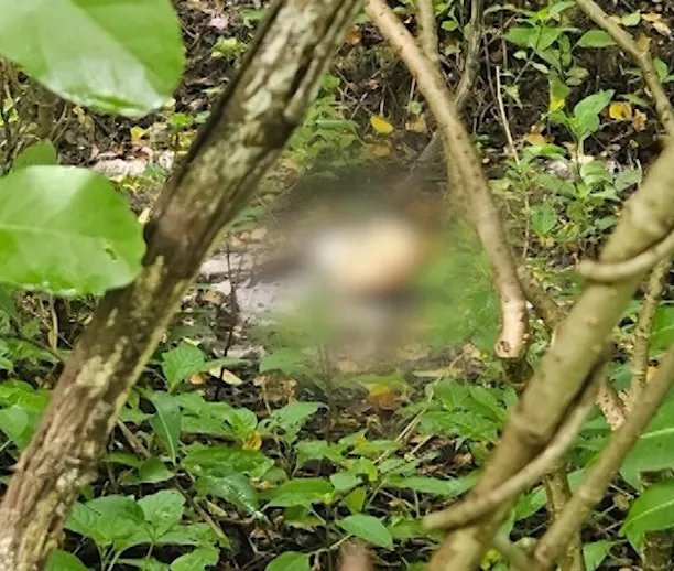 cranio-humano-e-encontrado-em-area-de-matagal-em-caucaia,-no-ceara