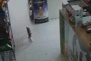 video:-gata-‘pede-ajuda’-em-clinica-veterinaria-para-salvar-filhote-ferido,-em-juazeiro-do-norte