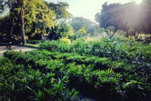 secretaria-do-meio-ambiente-faz-entrega-gratuita-de-mudas-de-plantas-em-fortaleza