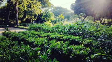 secretaria-do-meio-ambiente-faz-entrega-gratuita-de-mudas-de-plantas-em-fortaleza