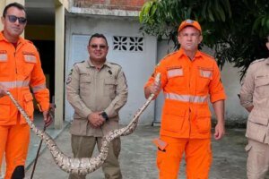 corpo-de-bombeiros-resgata-jiboia-de-dois-metros-em-quintal-de-casa,-no-interior-do-ceara