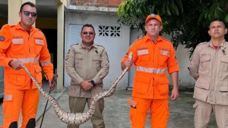 corpo-de-bombeiros-resgata-jiboia-de-dois-metros-em-quintal-de-casa,-no-interior-do-ceara