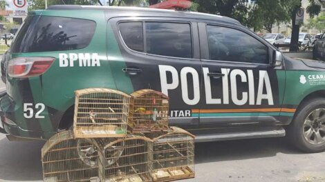 apos-denuncias,-policia-militar-resgata-11-aves-silvestres-em-hidrolandia,-no-interior-do-ceara