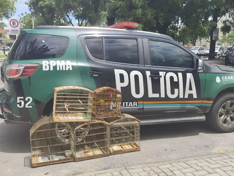 apos-denuncias,-policia-militar-resgata-11-aves-silvestres-em-hidrolandia,-no-interior-do-ceara