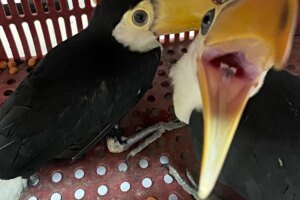 policia-civil-resgata-dois-tucanos-em-operacao-contra-trafico-de-animais-em-fortaleza