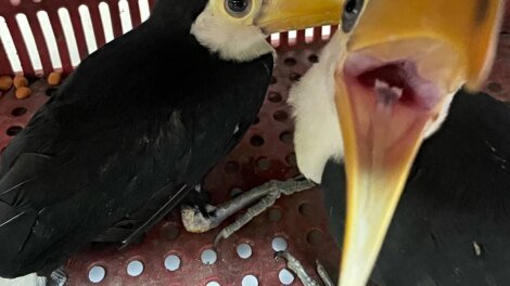 policia-civil-resgata-dois-tucanos-em-operacao-contra-trafico-de-animais-em-fortaleza