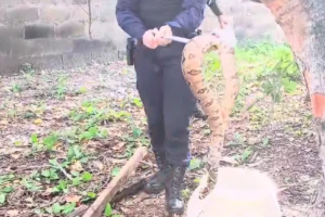 jiboia-de-quase-2-metros-e-resgatada-no-bairro-boa-vista,-em-fortaleza