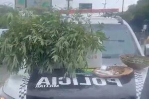 pm-apreende-mais-de-100-mudas-de-maconha-e-entorpecentes-em-fortaleza