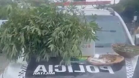 pm-apreende-mais-de-100-mudas-de-maconha-e-entorpecentes-em-fortaleza