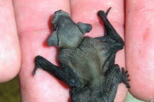 novo-tipo-de-coronavirus-e-detectado-pela-primeira-vez-em-morcego-no-ceara