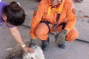bombeiros-resgatam-cachorro-que-caiu-em-barranco-ao-perseguir-macacos-em-vicosa-do-ceara