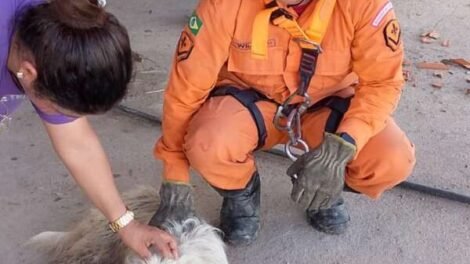 bombeiros-resgatam-cachorro-que-caiu-em-barranco-ao-perseguir-macacos-em-vicosa-do-ceara