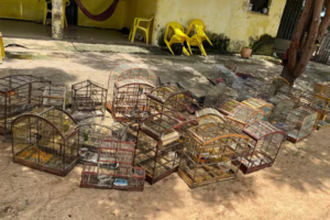 policia-ambiental-do-ceara-apreende-armas-e-animais-silvestres-em-fazenda-de-santa-quiteria