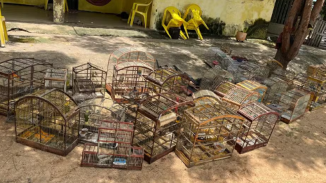 policia-ambiental-do-ceara-apreende-armas-e-animais-silvestres-em-fazenda-de-santa-quiteria