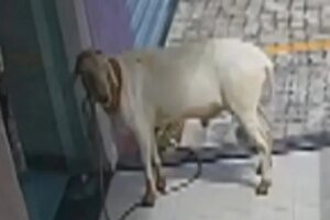 carneiro-forca-porta-de-vidro-e-invade-clinica-em-sobral,-no-interior-do-ceara