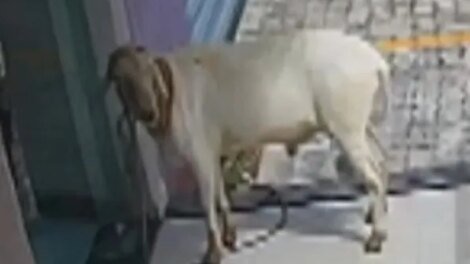 carneiro-forca-porta-de-vidro-e-invade-clinica-em-sobral,-no-interior-do-ceara