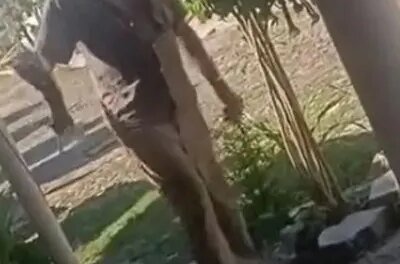 homem-e-preso-apos-arremessar-e-matar-filhote-de-gato-em-solonopole,-no-interior-do-ceara