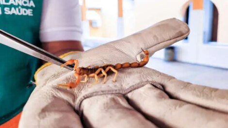 ceara-ja-registra-749-acidentes-com-escorpioes-em-2025;-saiba-como-se-prevenir